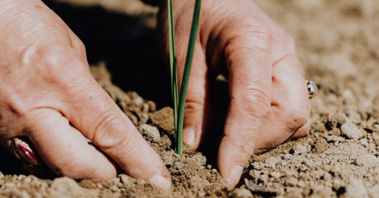 Life Responsibilities - Crop faceless woman planting seedling into soil